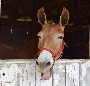Mule