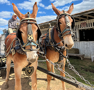 Mules