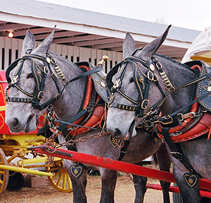 Mules