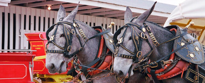 Mules