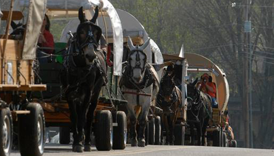 Mule Day Parade