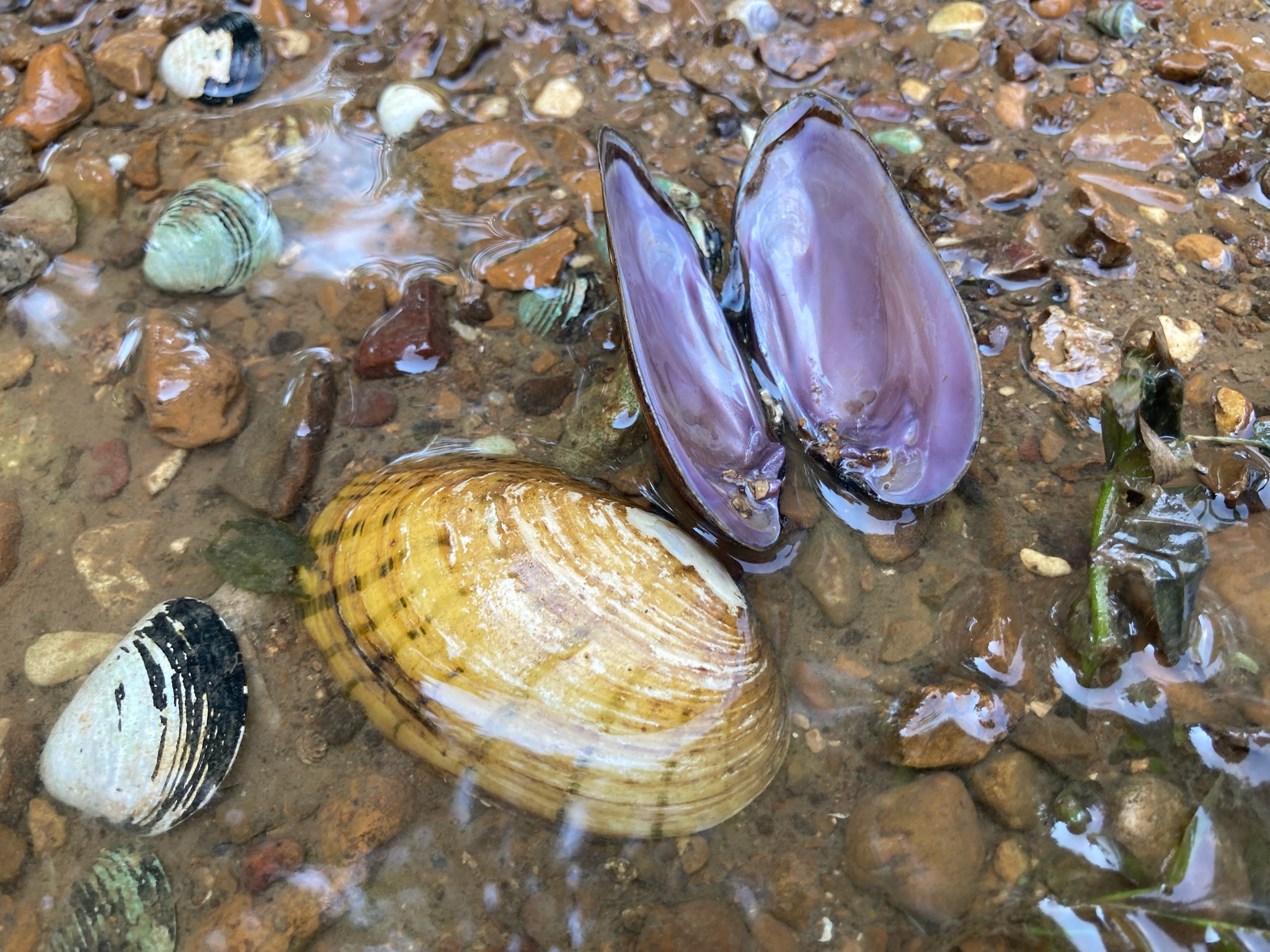 Guided Mussel Trip