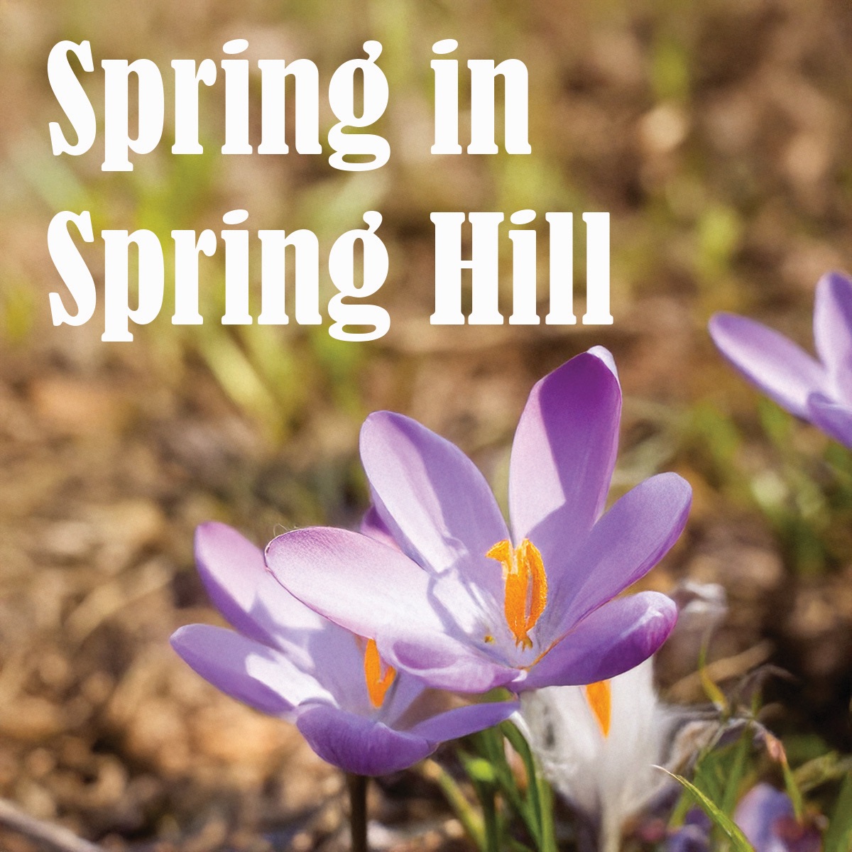 Spring Hill Historical & Genealogical Society- June Gathering